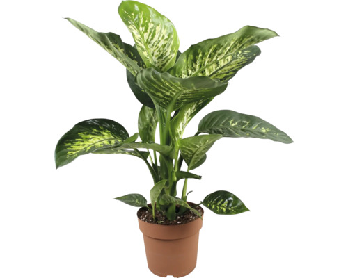 Dieffenbachia plant in pot