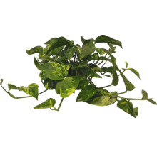 Gouden pothos kamerplant met groene bladeren