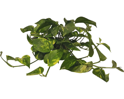 Gouden pothos kamerplant met groene bladeren