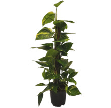 Epipremnum kamerplant met klimhulp in pot