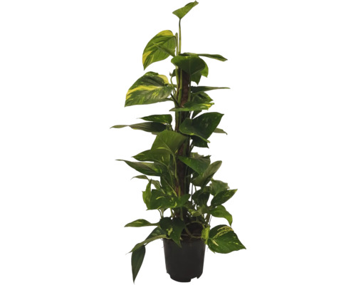 Epipremnum kamerplant met klimhulp in pot