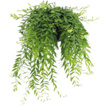 Hangplant met groene bladeren