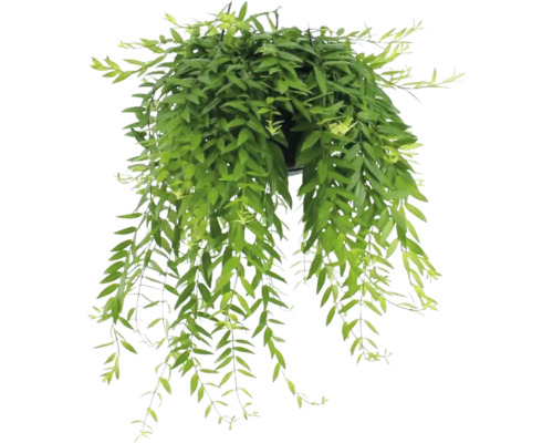 Hangplant met groene bladeren