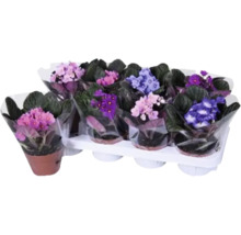 Meerdere Kaapse viooltjes in potten op een tray