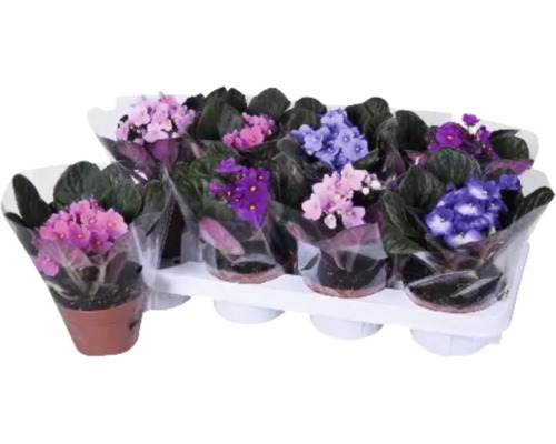 Meerdere Kaapse viooltjes in potten op een tray