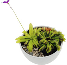 Vleesetende planten in een pot met venusvliegenvanger en zonnedauw