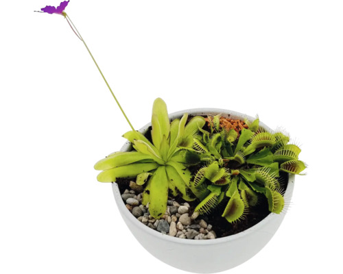 Vleesetende planten in een pot met venusvliegenvanger en zonnedauw