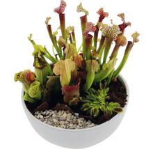 Vleesetende planten in een witte plantenbak