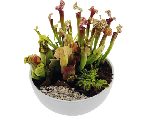 Vleesetende planten in een witte plantenbak