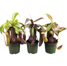 Drie bekerplanten in potten