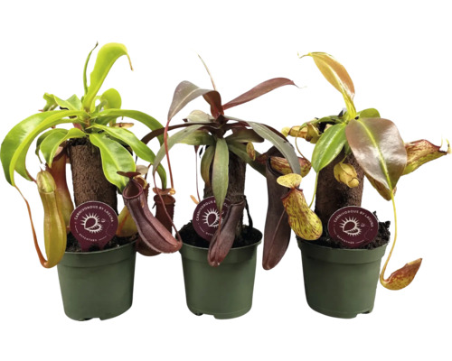 Drie bekerplanten in potten