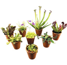 Diverse vleesetende planten in potten.