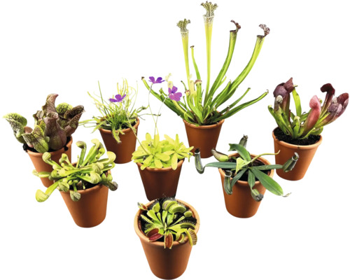 Diverse vleesetende planten in potten.