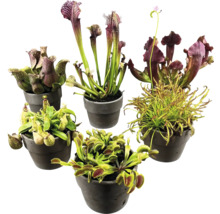 Diverse vleesetende planten in potten