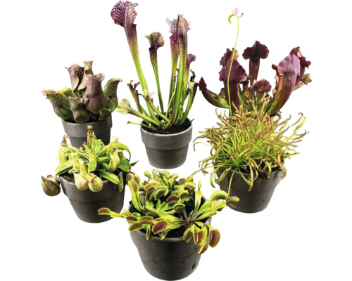 Diverse vleesetende planten in potten