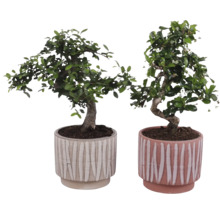 Twee bonsai bomen in decoratieve potten
