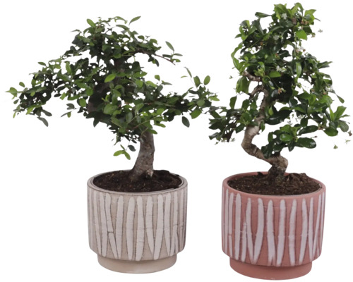 Twee bonsai bomen in decoratieve potten