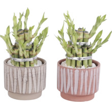 Twee geluksbamboe planten in decoratieve potten