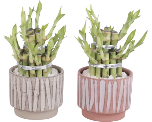 Twee geluksbamboe planten in decoratieve potten