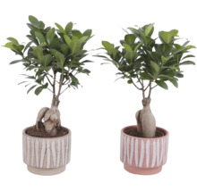 Twee Ficus Ginseng planten in potten met streepmotief