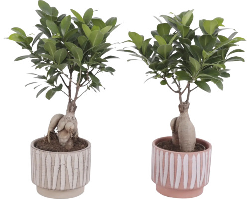 Twee Ficus Ginseng planten in potten met streepmotief