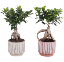 Twee bonsai vijgen in potten