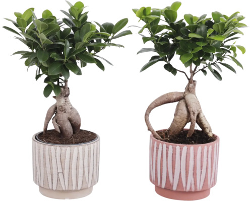 Twee bonsai vijgen in potten