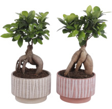 Twee Ficus Ginseng Bonsai planten in decoratieve potten