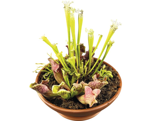 Vleesetende planten in pot