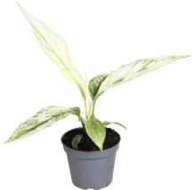 Chinese evergrean in een pot