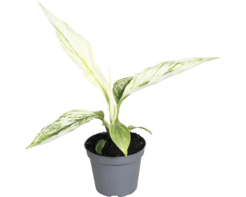 Chinese evergrean in een pot