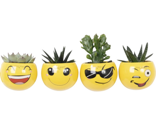 Vier vetplanten in gele potten met emoji-gezichten