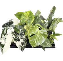 Verschillende groene kamerplanten in een zwarte plantenbak.