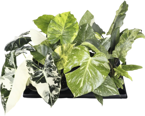 Verschillende groene kamerplanten in een zwarte plantenbak.