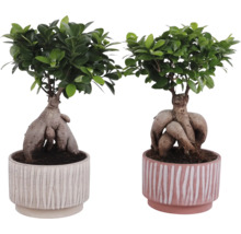 Twee ficusbomen in een pot