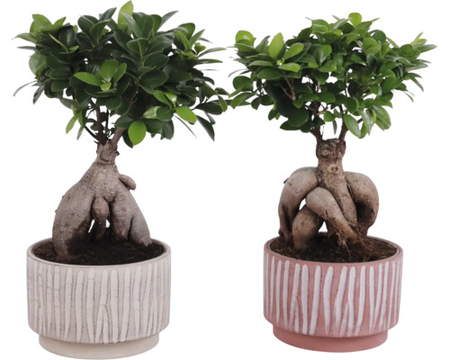 Twee ficusbomen in een pot