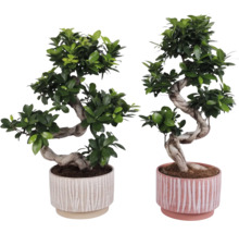 Twee bonsai bomen in decoratieve potten