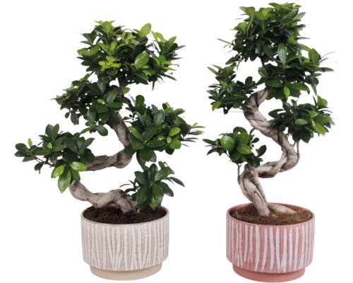 Twee bonsai bomen in decoratieve potten