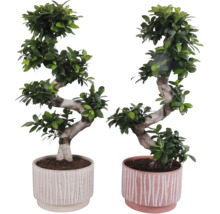 Twee bonsai vijgenbomen in potten met een gestreept design