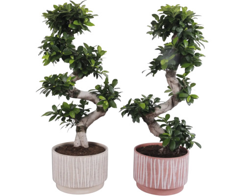 Twee bonsai vijgenbomen in potten met een gestreept design