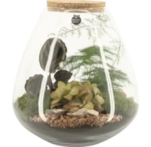Terrarium met planten in glazen pot met kurksluiting
