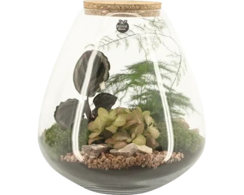 Terrarium met planten in glazen pot met kurksluiting