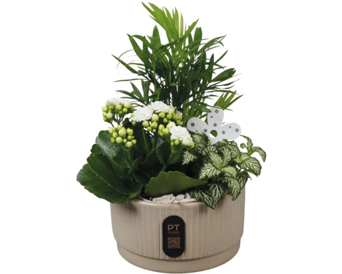 Plantenbak met groene planten en witte bloemen
