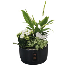 Arrangement van verschillende groene planten en witte bloemen in een pot met vogeldecoratie