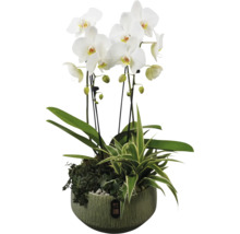 Orchidee in een pot met andere groene planten