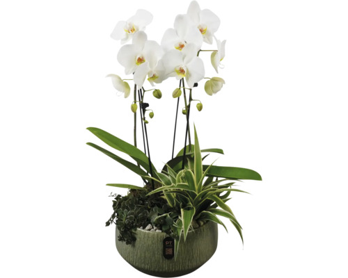 Orchidee in een pot met andere groene planten