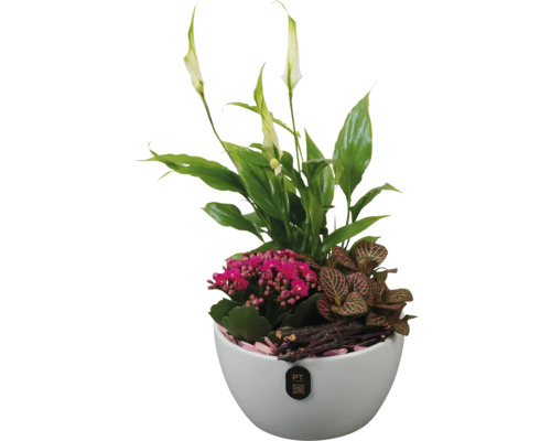 Arrangement van vredeslelie, Kalanchoë blossfeldiana en mozaïekplant in witte pot