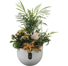 Kamerplantenarrangement in een witte sierpot met een houten decoratie