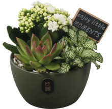 Bloemstuk met vetplant, bloemen en decoratief bord in een pot