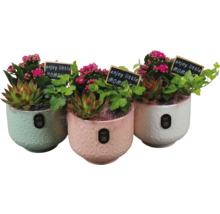 Drie decoratieve bloempotten met vetplanten en kleine bordjes met de tekst 'enjoy little moment'.